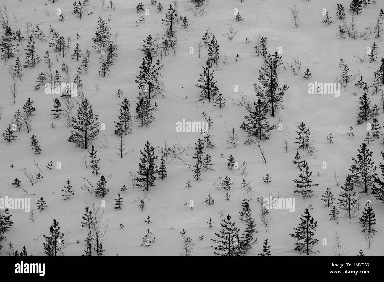 Piccoli alberi su un pendio di montagna in inverno Foto Stock