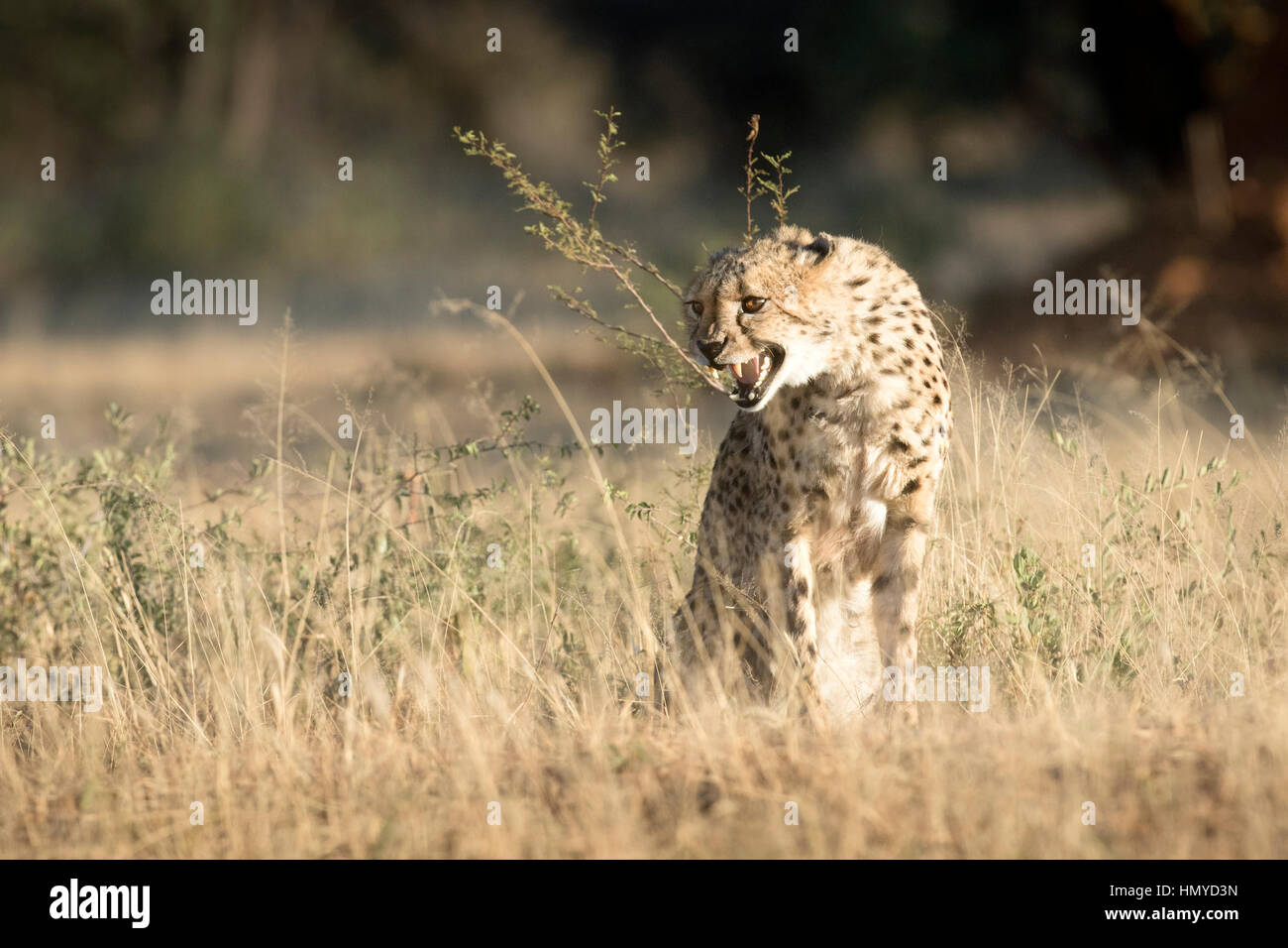 Cheetah ululano Foto Stock