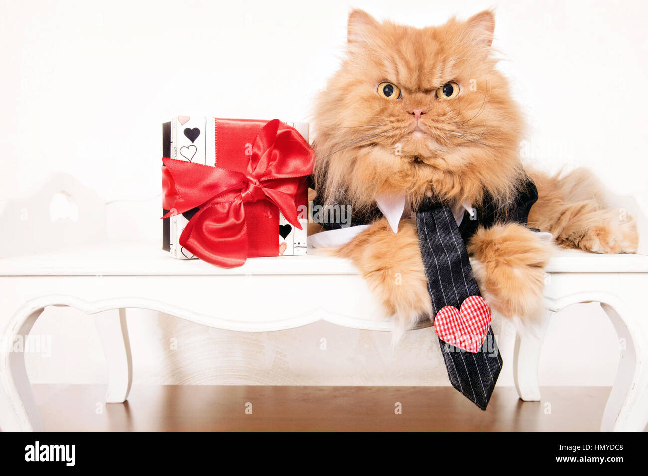 Gatto persiano Valentine Foto Stock