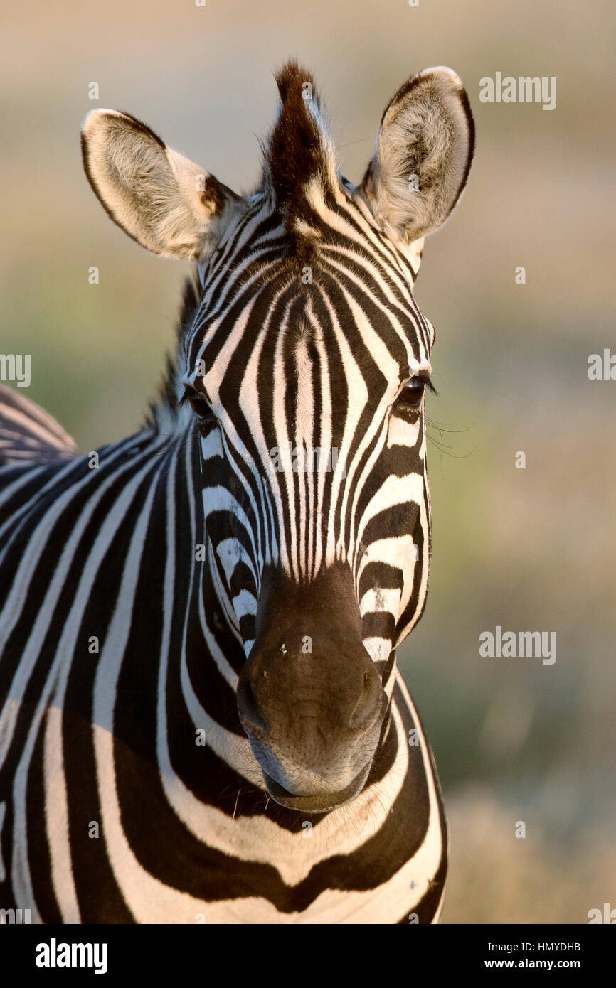 Ritratto di una zebra Foto Stock