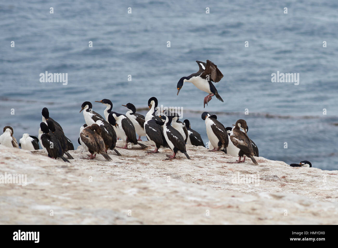 Il marangone dal ciuffo imperiale (Phalacrocorax atriceps albiventer) venendo a terra tra un grande gruppo di uccelli sulla costa di più deprimente isola su isole Falkland Foto Stock