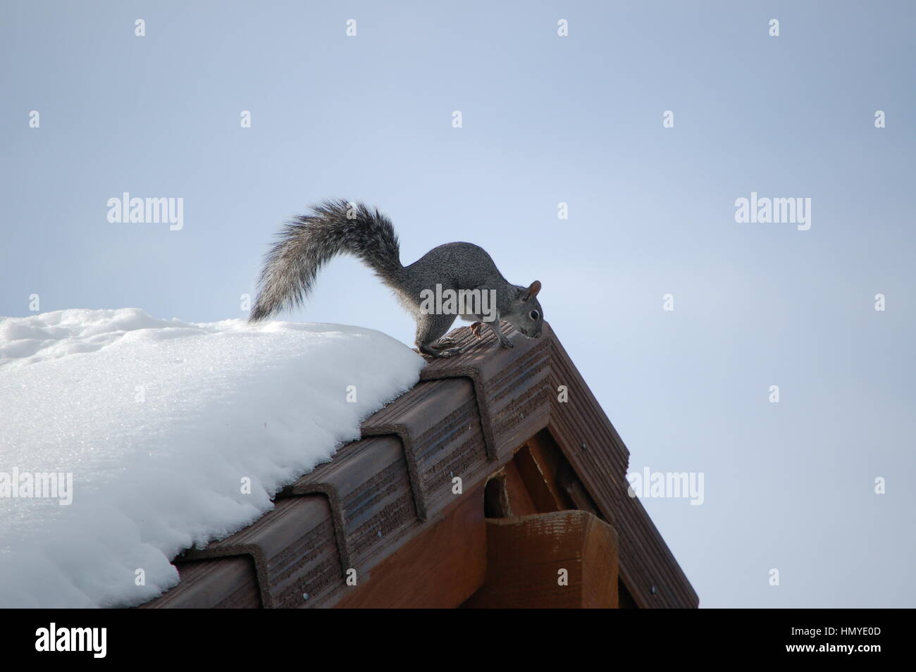 Un western scoiattolo grigio imbottitura attraverso il tetto della casa in un freddo inverno mattina in Virginia City Highlands, Nevada. Foto Stock