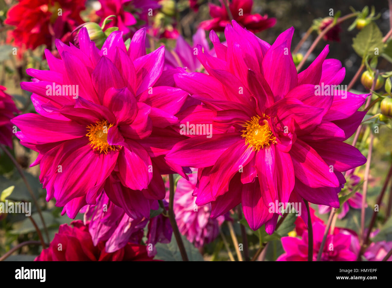Freschi luminosi colorati fiori Dahlia per sfondo floreale contenuto. Foto Stock