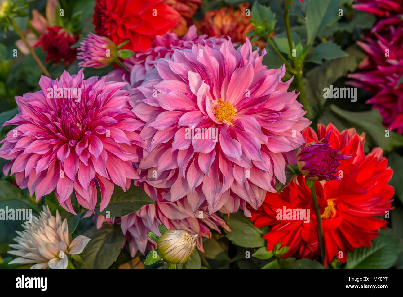 Freschi luminosi colorati fiori Dahlia per sfondo floreale contenuto. Foto Stock