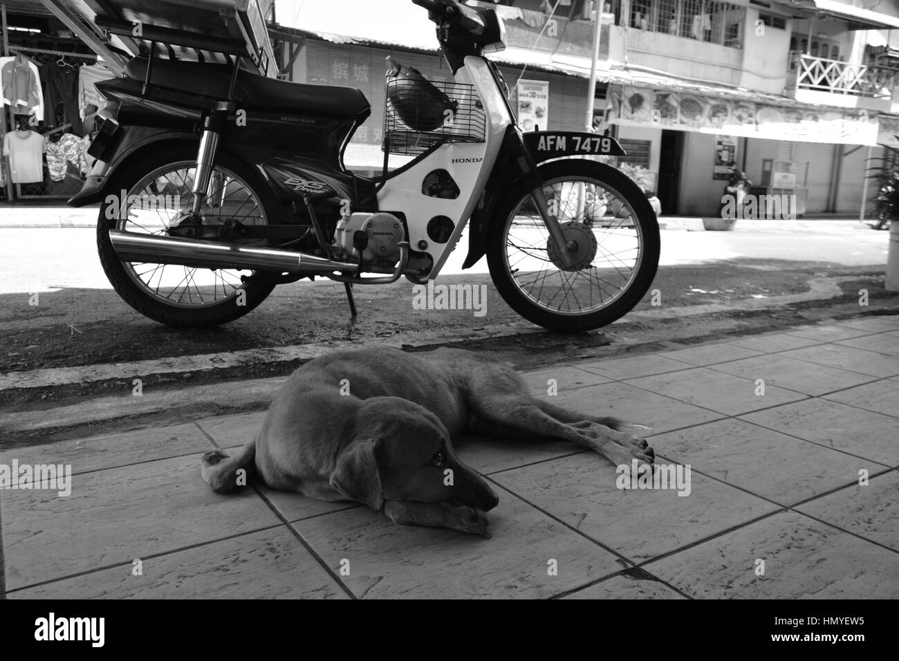 Cane con la sua moto Foto Stock