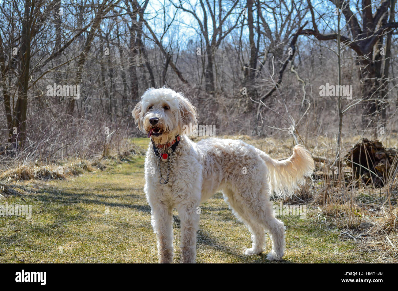 goldendoddle Foto Stock