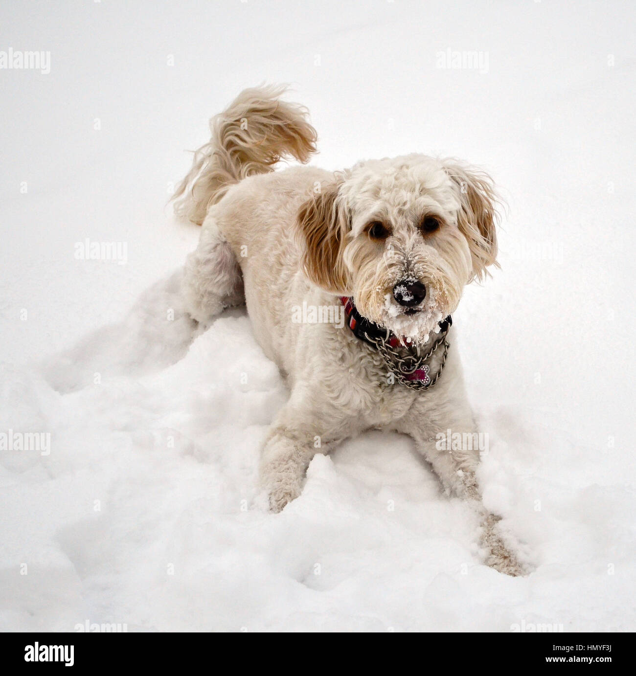 Goldendoodle Foto Stock
