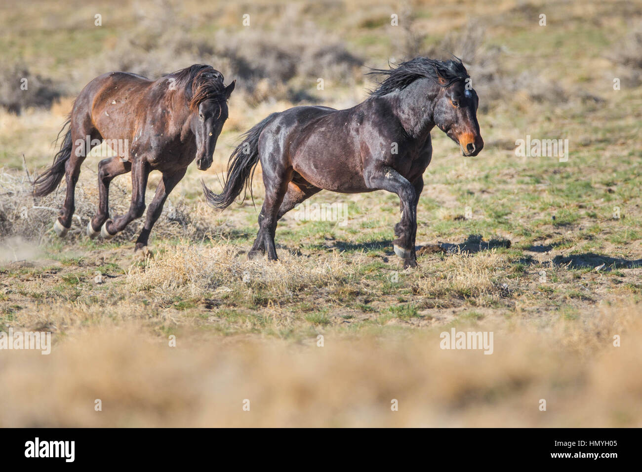 Stock Photo : Due marrone mustang selvatici in esecuzione (Equus caballus ferus), West Desert, Utah, Stati Uniti d'America, America del Nord Foto Stock