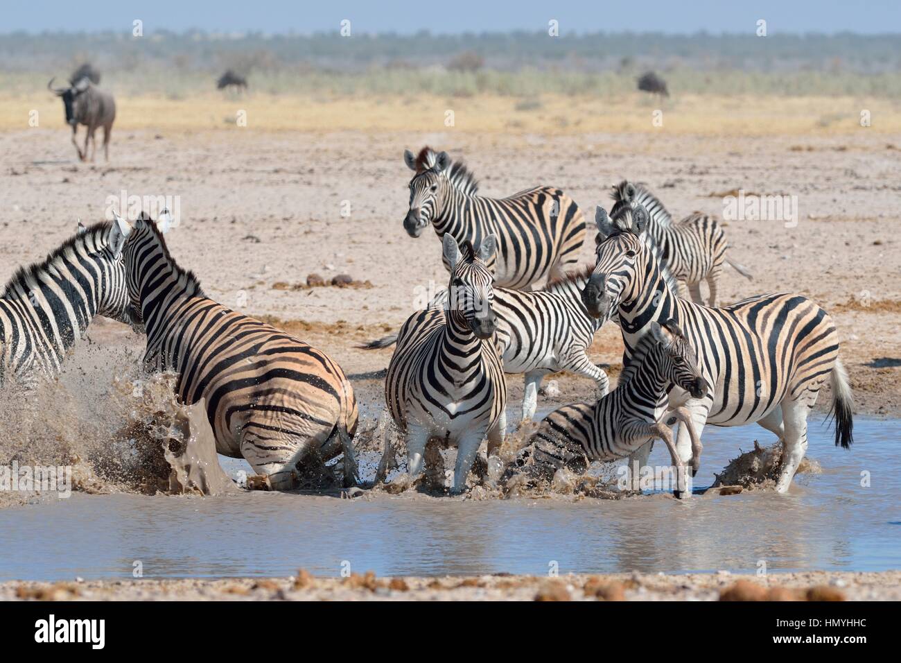 Allevamento di Burchell's zebre (Equus quagga burchellii), andando fuori dall'acqua, il Parco Nazionale di Etosha, Namibia, Africa Foto Stock