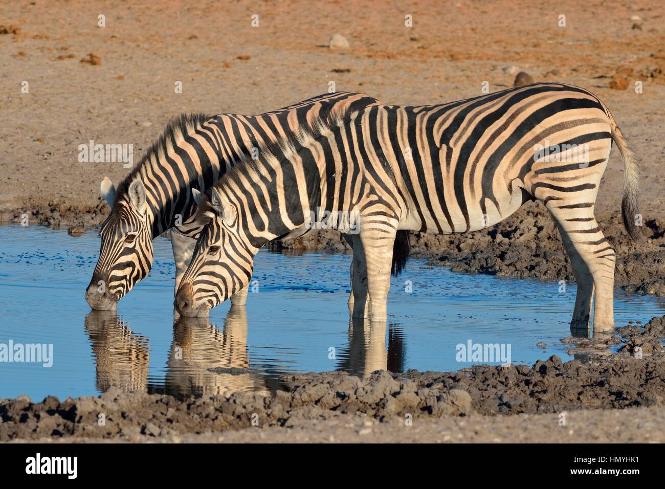 Due Burchell's zebre (Equus quagga burchellii), bere a waterhole, luce della sera, il Parco Nazionale di Etosha, Namibia, Africa Foto Stock