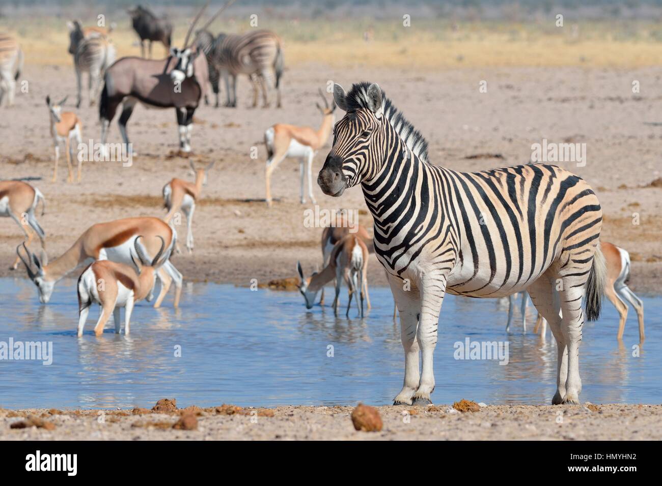 La Burchell zebra (Equus quagga burchellii) e springboks bere a waterhole, gemsbok dietro, il Parco Nazionale di Etosha, Namibia, Africa Foto Stock