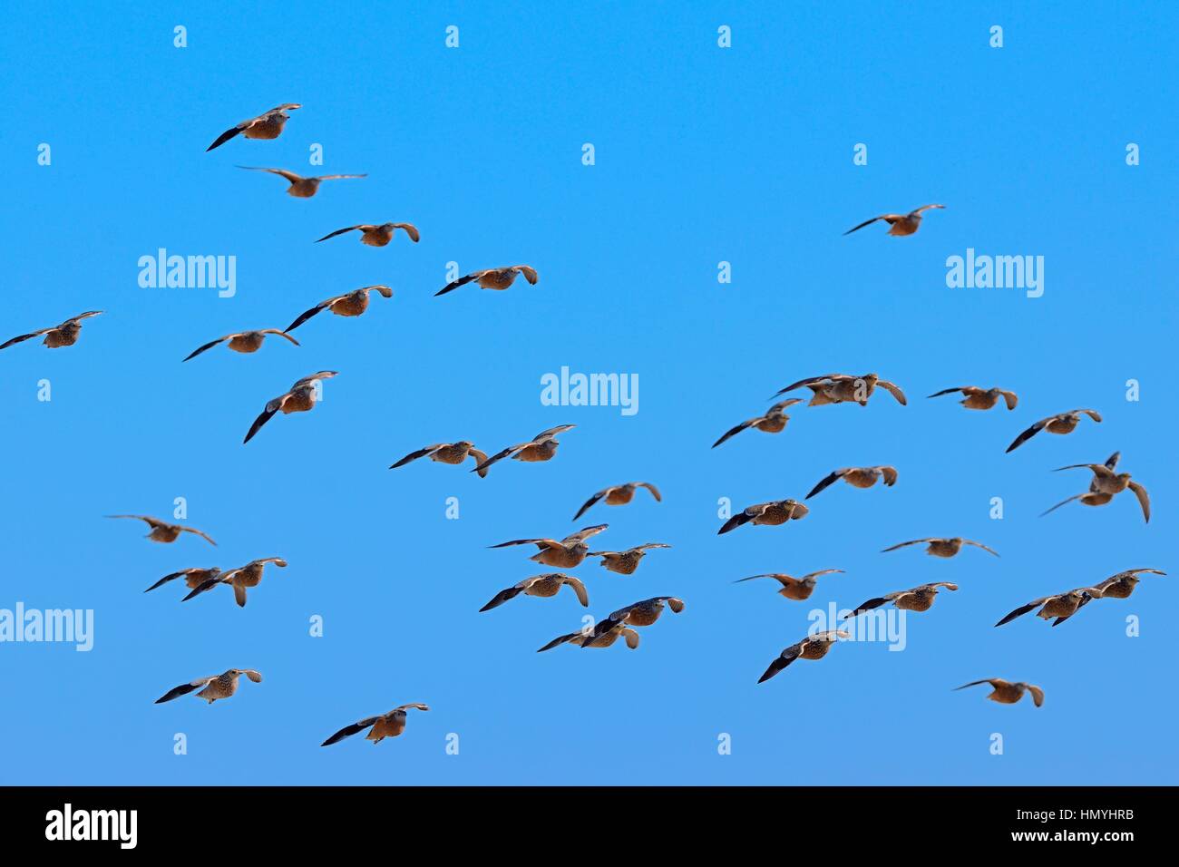 Namaqua sandgrouses (Pterocles namaqua), stormo di uccelli in volo, il Parco Nazionale di Etosha, Namibia, Africa Foto Stock