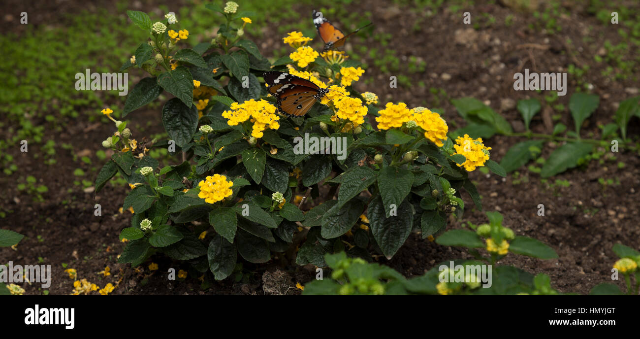 Farfalle tropicali su fiori gialli Foto Stock