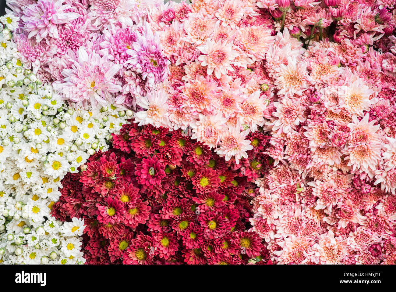 Fiori colorati sfondo per la vendita al commercio all'ingrosso il mercato dei fiori in Kyauk Mee sul ciglio della strada a Pyin Oo Lwin Foto Stock