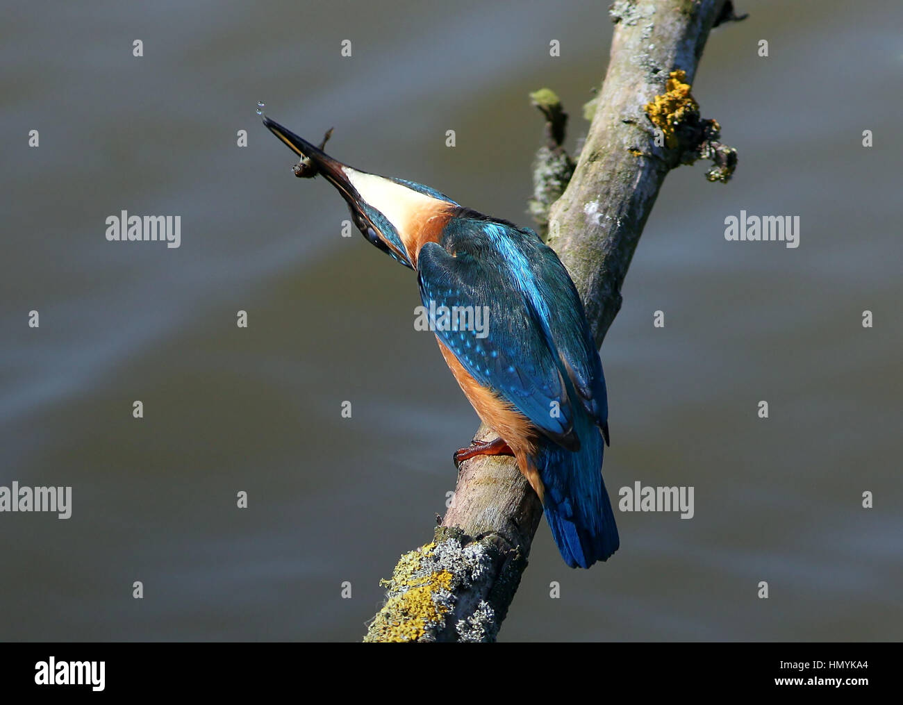 Europei maschili Kingfisher (Alcedo atthis) sbattendo un pesce pescato su un ramo Foto Stock