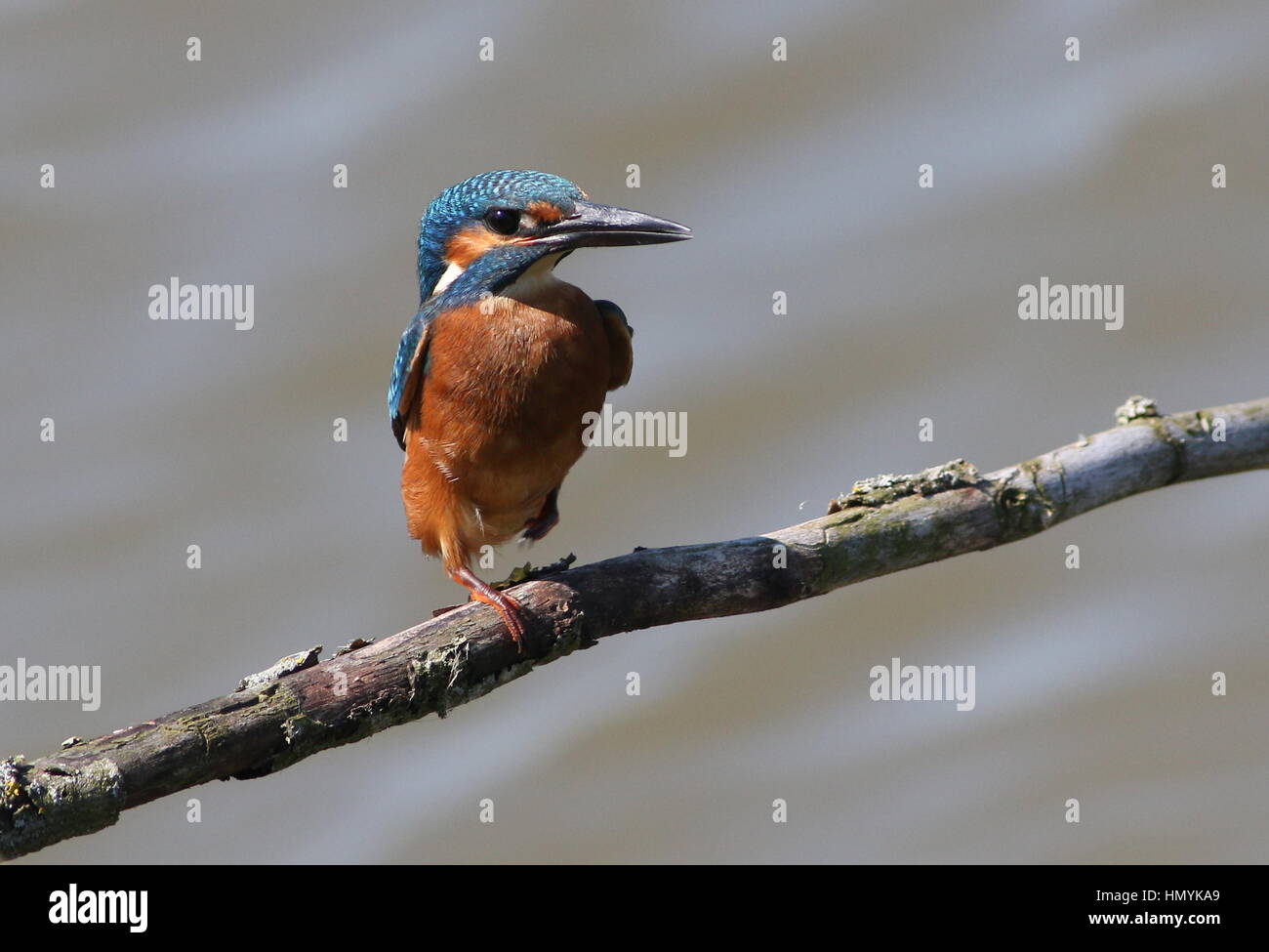Giovane maschio europeo Kingfisher (Alcedo Atthis) che posa su un ramo Foto Stock