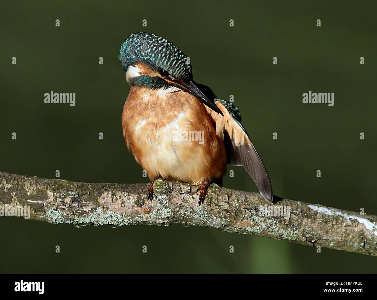 Europeo Preening Kingfisher (Alcedo atthis) in posa su di un ramo Foto Stock