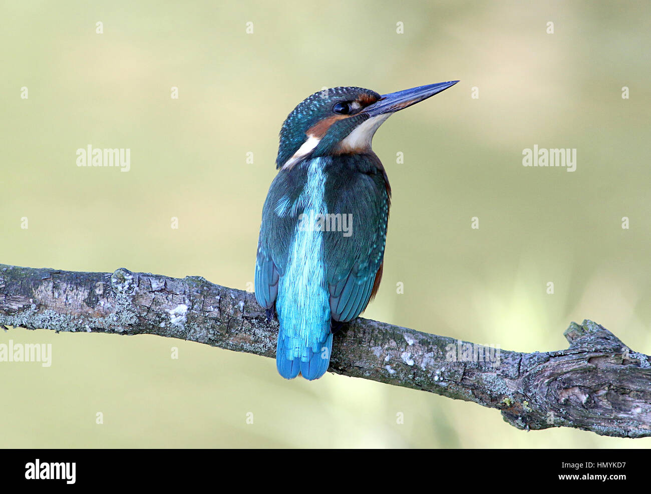 Europei maschili Kingfisher (Alcedo atthis) in posa su di un ramo, guardando sopra la spalla. Foto Stock