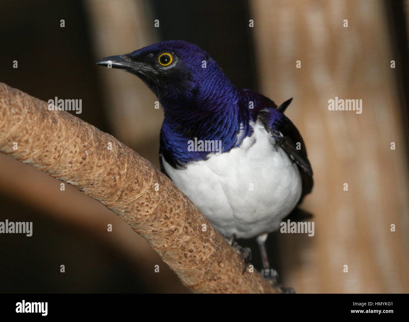 African Violet backed starling, anche Ametista starling (Cinnyricinclus leucogaster) Foto Stock