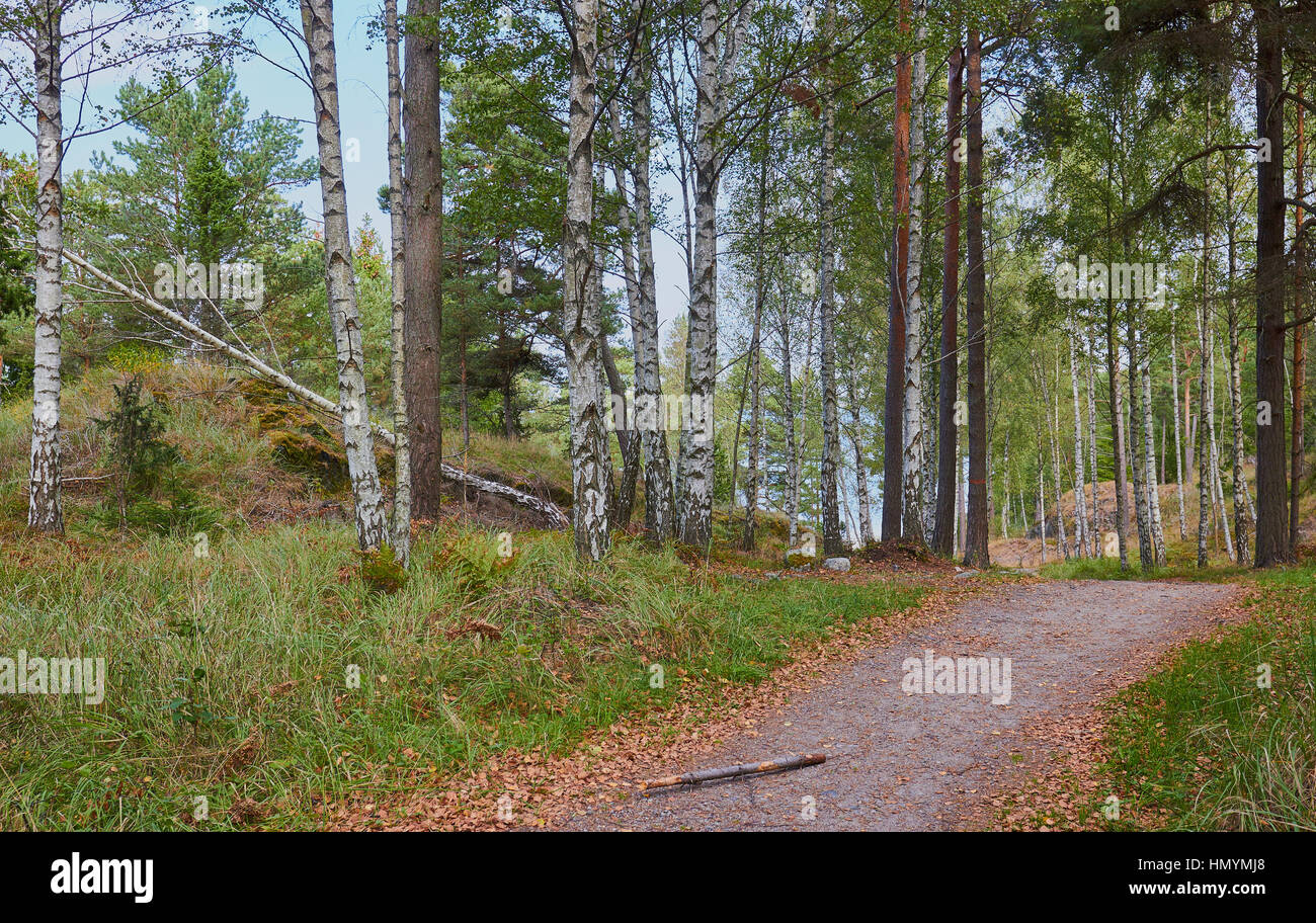 Autunno sentiero forestale, Svezia e Scandinavia Foto Stock