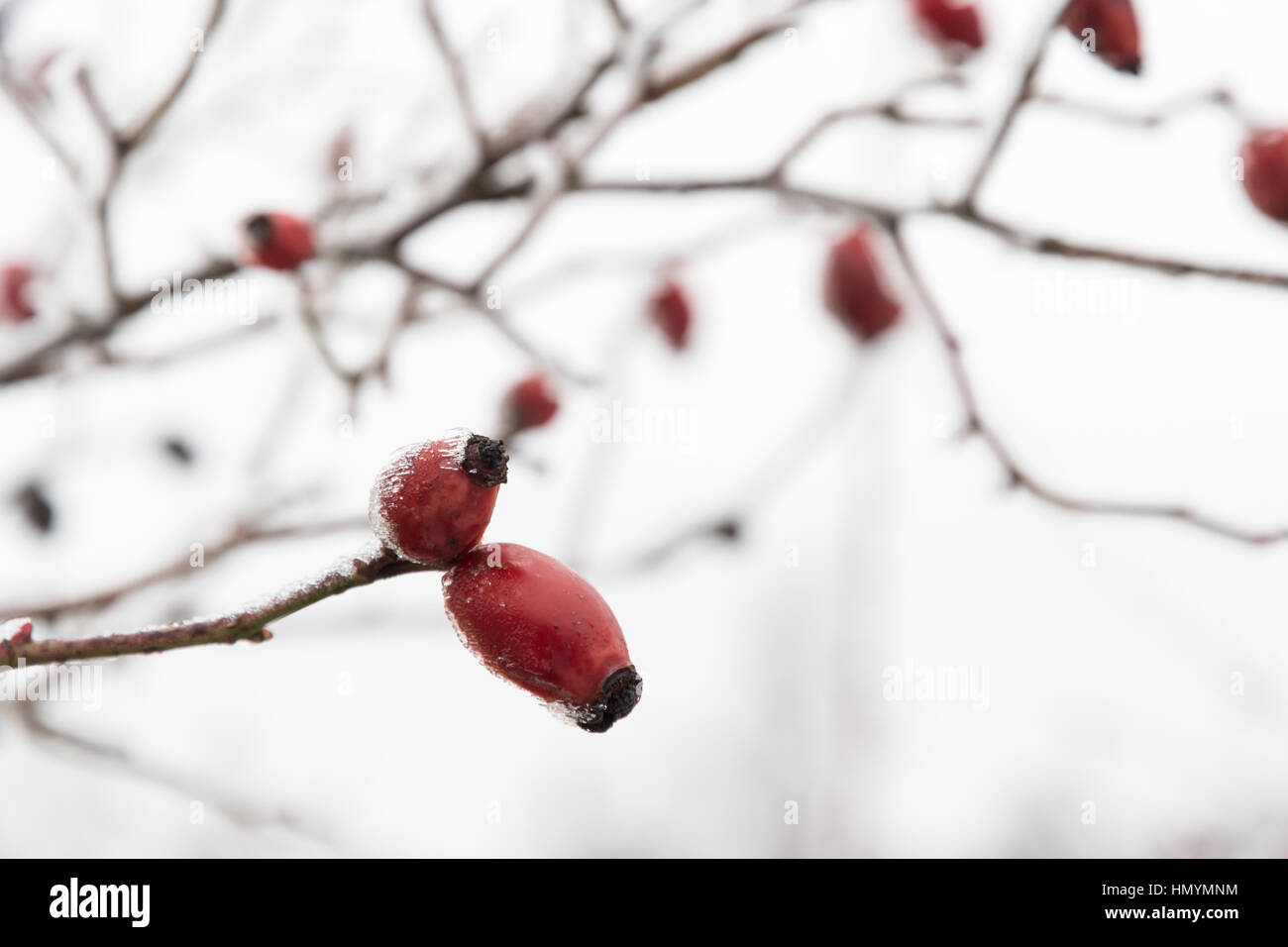Frosty rosa canina closeup a uno sfondo luminoso Foto Stock