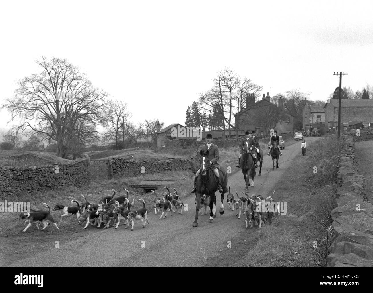 La Valle di Lune Harriers impostato su off dopo un incontro presso il villaggio della Città Vecchia, vicino a Kirkby Lonsdale, Westmorland. Essi sono montati solo harriers di cacciare in questa zona. A causa del terreno accidentato, tutti gli altri pacchi sono cacciate a piedi. Foto Stock