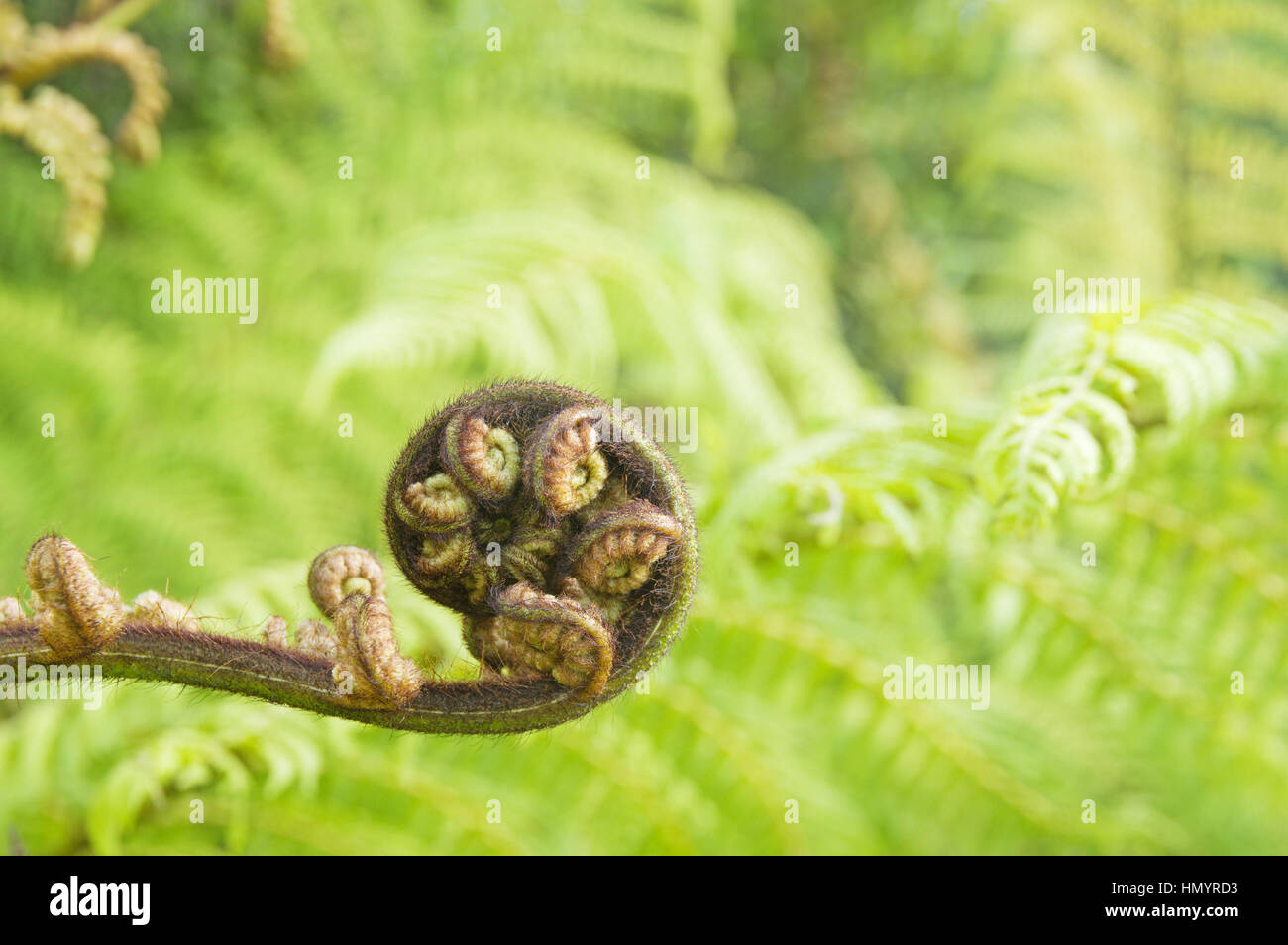 Tree fern fiddlehead con fuori fuoco verde sfondo frond Foto Stock