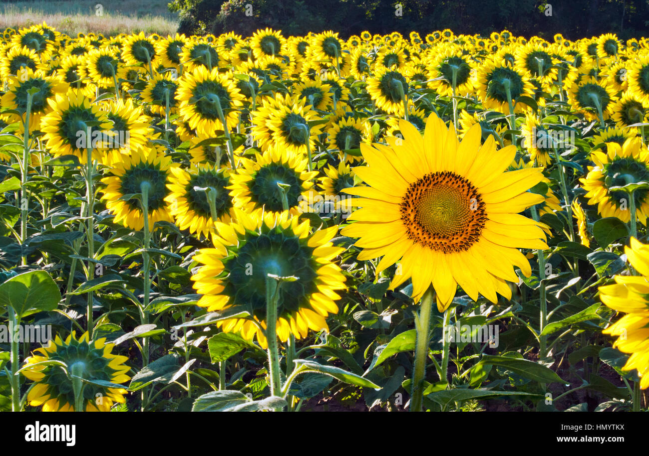 Campo di girasole con un unico fiore rivolto verso gli altri rivolto lontano Foto Stock