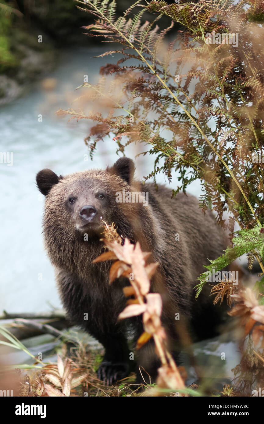 Orso bruno di felci dal fiume Chilkoot (Ursus arctos), Alaska, Chilkoot Fiume, Vicino Haines, presa 10.13 Foto Stock