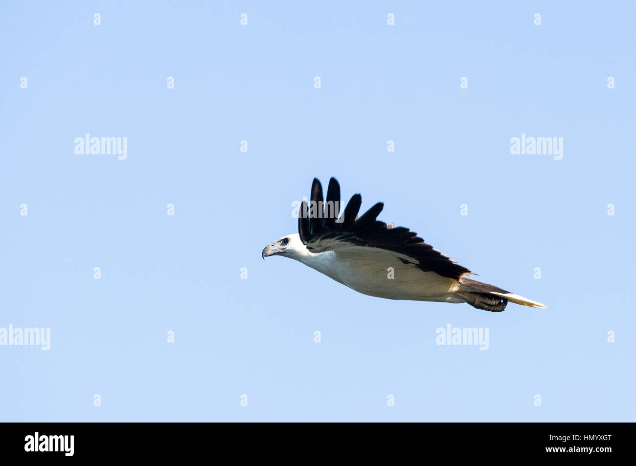 Un bianco-Sea-Eagle panciuto di prendere il volo contro un cielo blu. Foto Stock