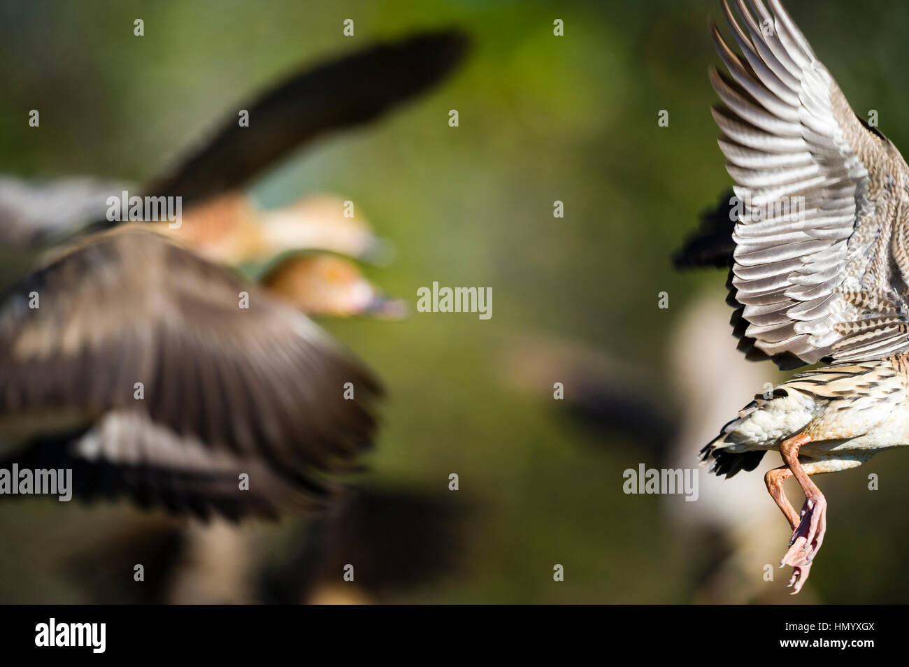 Le ali di un gregge di sibilo piumati Duck di prendere il volo su una zona umida. Foto Stock