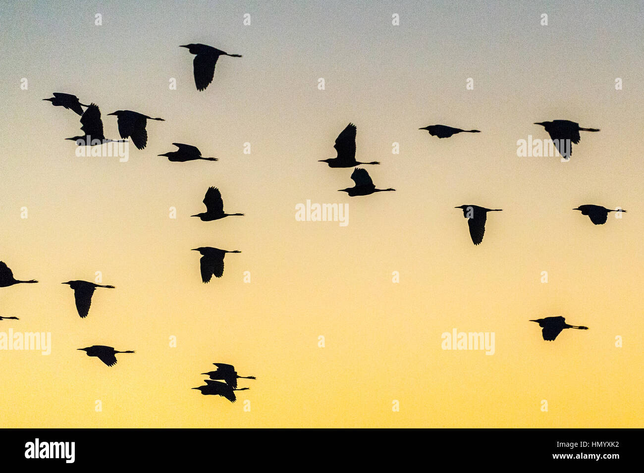 La silhouette di un gregge di garzette volare a roost al tramonto. Foto Stock