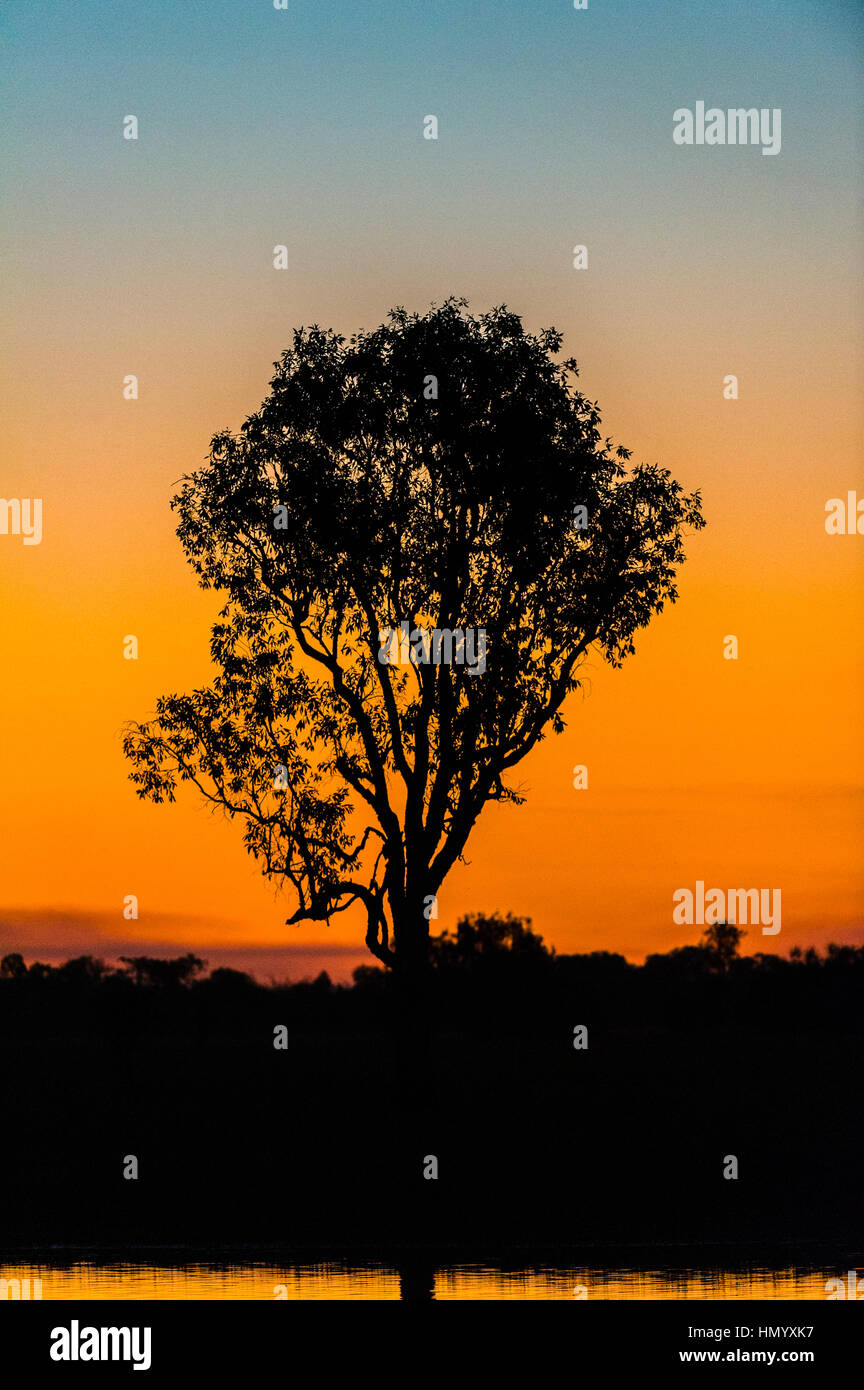 Un albero sulla riva di una zona umida silhouette al tramonto. Foto Stock
