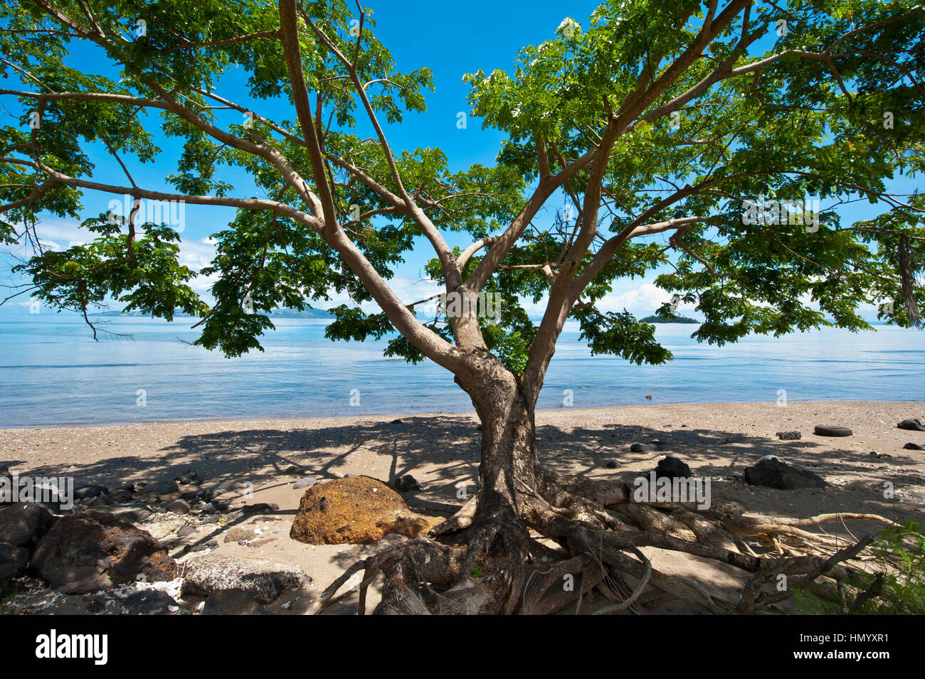 La tettoia tentacolare di un albero su una spiaggia offre un posto all'ombra per sedersi. Foto Stock