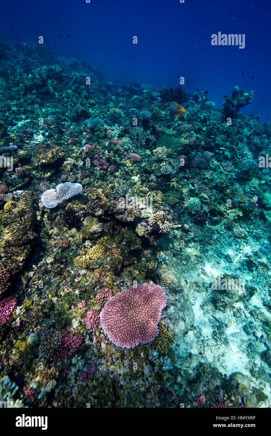 Un luminoso corallo rosa spicca su un hard Coral reef. Foto Stock