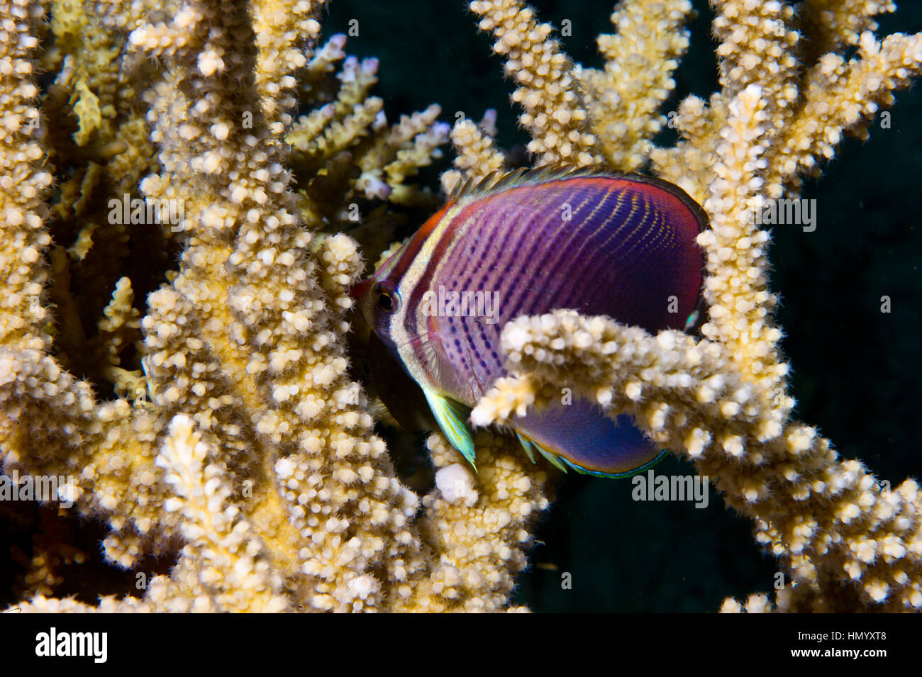 Un triangolare di pesci farfalla rifugiandosi nella staghorn coral. Foto Stock