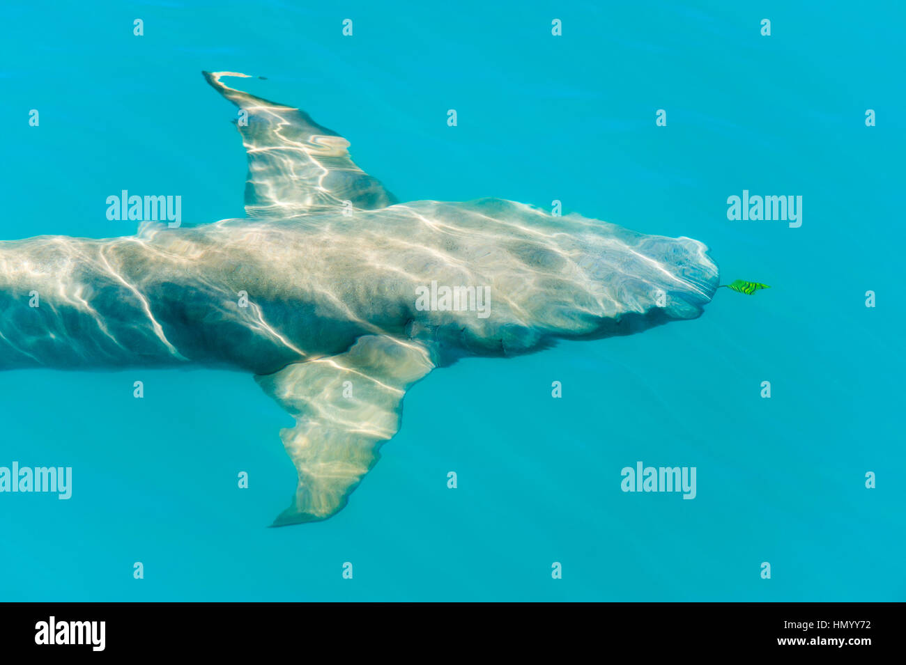 Un fulvo squalo nutrice nuotare sotto la superficie di un mare turchese. Foto Stock