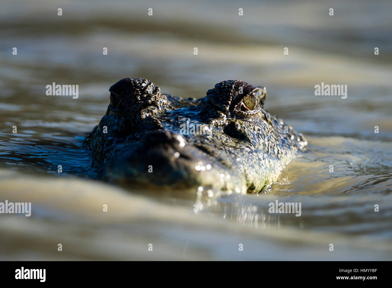 Il sguardo minaccioso di un coccodrillo di acqua salata per nuotare in un fiume oscuro. Foto Stock