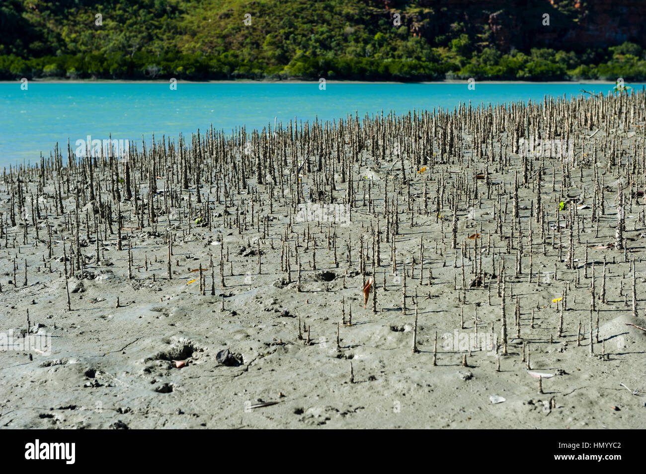 Pneumatofori sono la radice dell'antenna di sistemi che consentono di mangrovie per ottenere ossigeno come il fango in cui vivono è anaerobico. Foto Stock