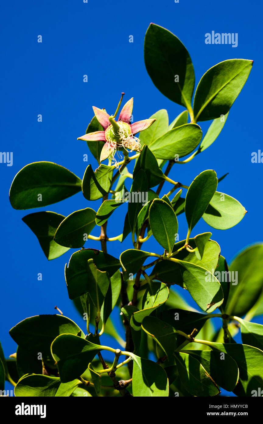 Il fiore di fioritura di una mangrovia Apple. Foto Stock
