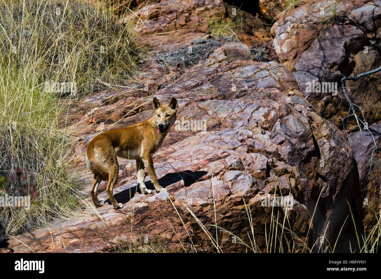 Un cauto Dingo su una scogliera del deserto. Foto Stock