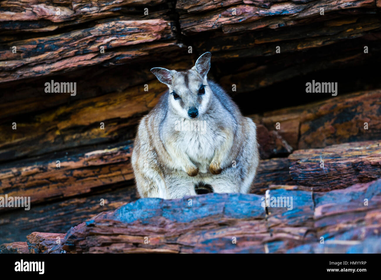 Un timido corto-eared Rock-wallaby rifugiandosi nell'ombra di una scogliera durante il calore del giorno. Foto Stock