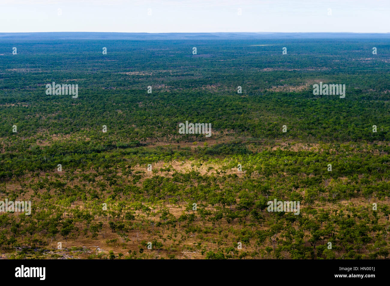 Una veduta aerea di un bosco aperto su un arido altopiano in Kimberley. Foto Stock
