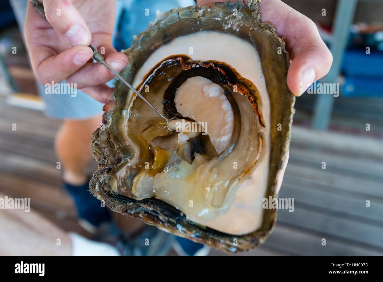 Un presentatore mostra una gonade in un australiano South Sea Pearl oyster shell. Foto Stock