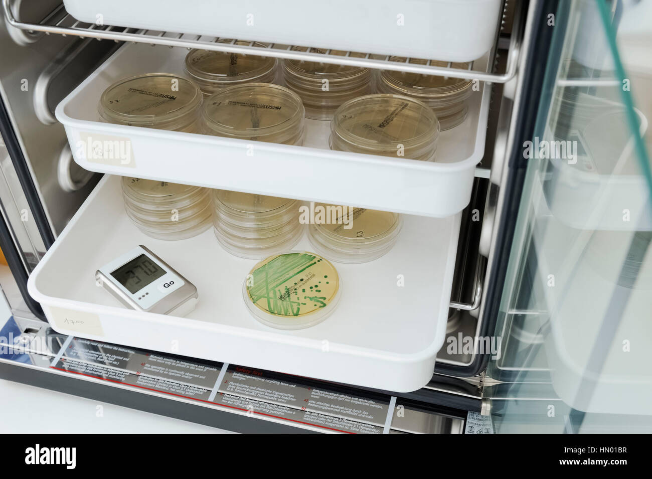 Incubatore, diagnosi microbiologica di MRSA batteri (Staphylococcus aureus resistente alla meticillina), Laboratorio clinico Foto Stock