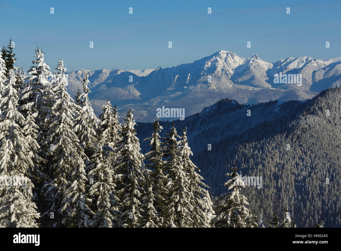 Il paesaggio alpino con Ciucas nevoso mountain range su una chiara freddo inverno mattina, Romania. Foto Stock