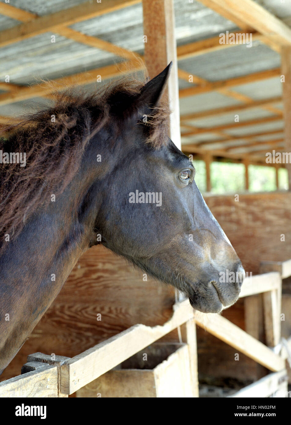 Un cavallo sta nel maneggio presso l'International Pony club. Cas En Bas, Santa Lucia. Foto Stock