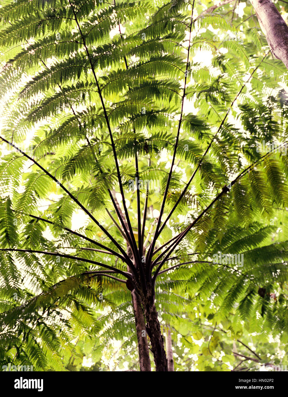 La parte inferiore di un albero fern lungo il lato della Edmund Trail. In poco più di tre ore e mezza di guida dalla foresta e terre dipartimento avrà y Foto Stock