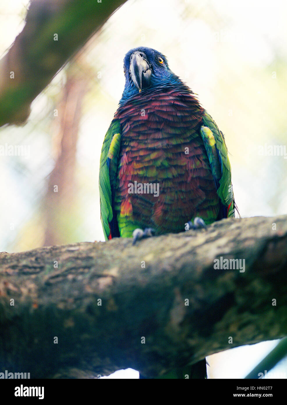 Una Santa Lucia Parrot. Come suggerisce il suo nome la Santa Lucia Parrot, o Jacquot, si trova solo sull'isola di Santa Lucia in Indie ad ovest dove vive Foto Stock