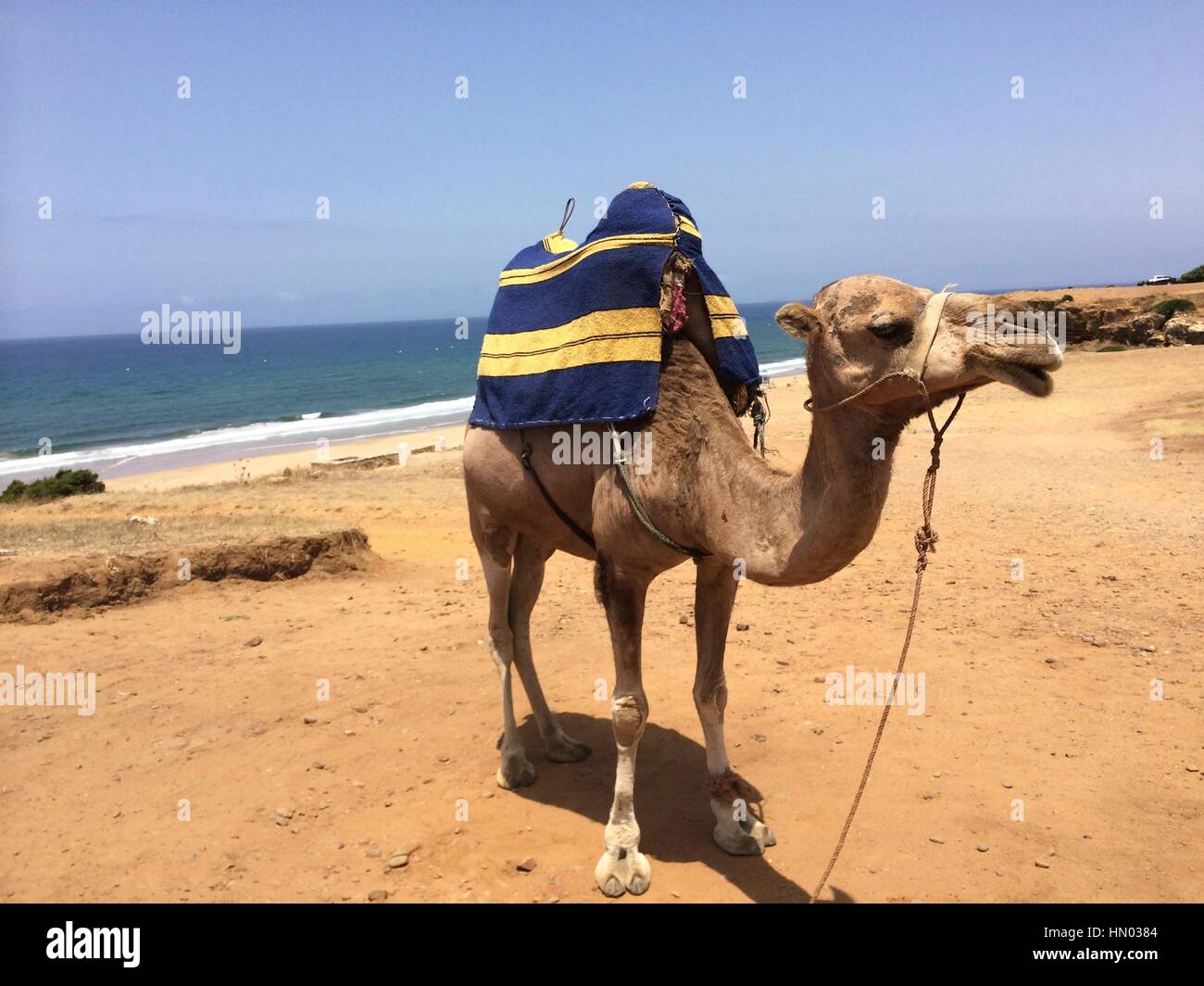 Cammello sulla spiaggia di sabbia sulla costa vicino a Tangeri, Marocco, Africa. Foto Stock